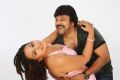 Samvritha, Raj Kumar in Barister Shankar Narayan Telugu Movie Stills