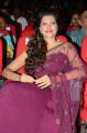 Hamsa Nandini @ Bengal Tiger Movie Audio Launch Stills