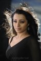 Actress Trisha in Black Saree  Photos