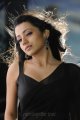 Bodyguard Trisha Black Saree Hot Stills