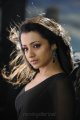 Actress Trisha in Black Saree  Photos