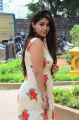 Actress Chandni Bhagwanani Latest Pics @ Ratham Movie Pre Release