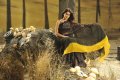 Genelia Hot in Black Saree from Naa Ishtam Movie