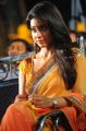 Actress Shriya Saran Saree Images @ Pavitra Audio Release