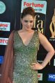 Actress Nikesha Patel @ IIFA Utsavam 2017 Green Carpet (Day 1) Photos