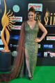 Actress Nikesha Patel @ IIFA Utsavam 2017 Green Carpet (Day 1) Photos