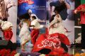 Janda Pai Kapiraju Movie Audio Launch Stills