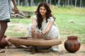 Actress  Mehreen Kaur Mahanubhavudu Movie New Photos HD