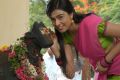 Sagaptham Movie Actress Neha Hinge Stills