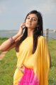 Nikitha Narayan Hot Saree Stills