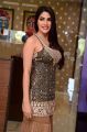 Actress Nikki Tamboli Images @ Kanchana 3 Movie Success Meet