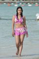 Payal Ghosh Hot Bikini Stills