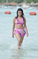 Payal Ghosh Hot Bikini Stills