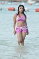 Payal Ghosh Hot Bikini Stills