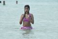 Payal Ghosh Hot Bikini Stills