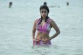 Payal Ghosh Hot Bikini Stills