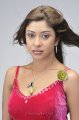 Payal Ghosh Hot Photo Shoot Pics