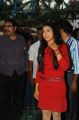 Telugu Actress Niti Taylor at Pelli Pustakam Movie Opening Stills