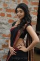 Pranitha Hot in Saree Stills