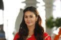Heroine Amyra Dastur in Rajugadu Movie Photos HD