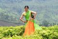 Actress Rakul Preet Singh in Rarandoi Veduka Chuddam Movie Stills