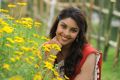 Sarocharu Actress Richa Gangopadhyay Cute Wallpapers