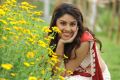 Telugu Actress Richa Gangopadhyay Cute Wallpapers