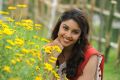 Telugu Actress Richa Cute Wallpapers