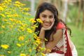 Actress Richa Gangopadhyay Hot Saree Photos in Sarocharu Movie