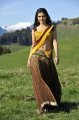 Samantha Hot Spicy Saree in Dookudu