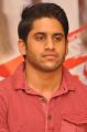 Naga Chaitanya At Tadakha Movie Success Meet Stills