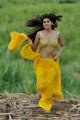 Mogudu Tapsee Hot in Saree Photos