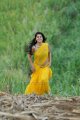 Mogudu Tapsee Hot in Saree Photos