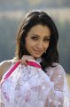 Trisha Krishnan in White Transparent Saree Hot Pics