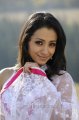 Trisha Krishnan Hot in Saree in Bodyguard