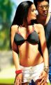 Yevadu Actress Amy Jackson Hot Bikini Pics
